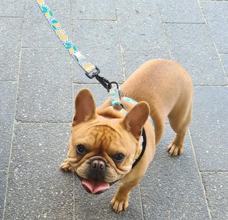 French Bulldog for sale by WHISKEYNPAWS