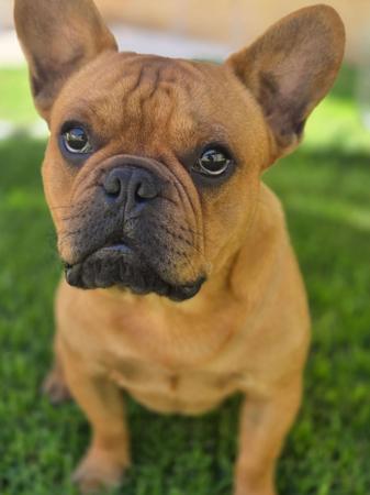 French Bulldog for sale by WHISKEYNPAWS