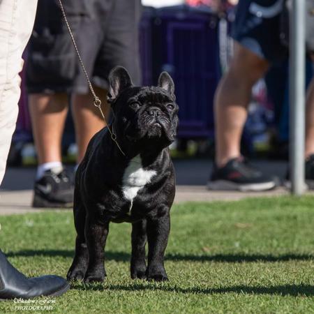 French Bulldog for sale by MATGO