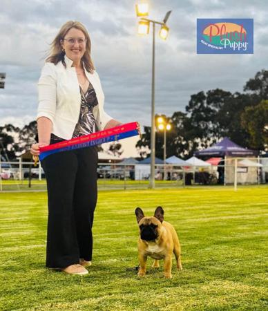 French Bulldog for sale by MATGO