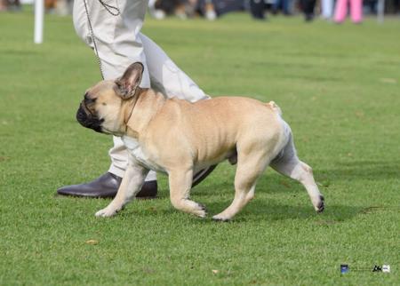 French Bulldog for sale by MATGO