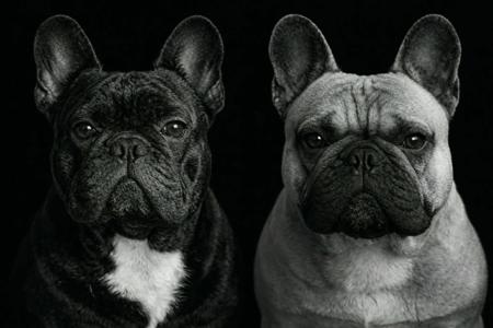 French Bulldog for sale by MAX