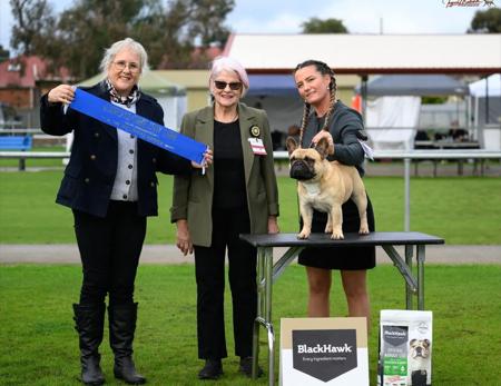 CH Matgo Shot Gun Willy French Bulldog