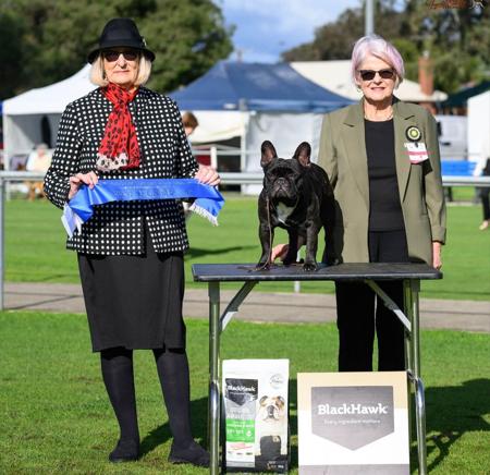 BISS  AUST CH Matgo Louis Vuitton French Bulldog