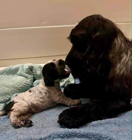 Cocker Spaniel puppy for sale by KOKOPUPS