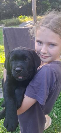 Labrador Retriever for sale by PUPSPLACE