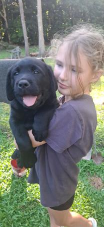 Labrador Retriever for sale by PUPSPLACE
