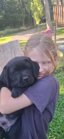 Labrador Retriever for sale by PUPSPLACE