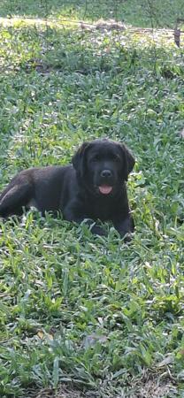 Labrador Retriever for sale by PUPSPLACE