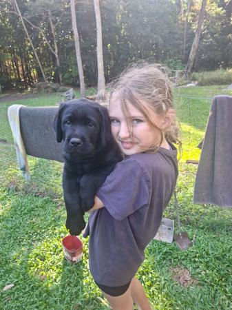 Labrador Retriever for sale by PUPSPLACE