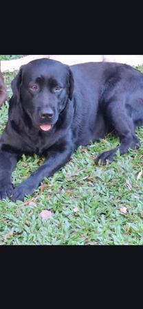 Labrador Retriever puppy for sale by PUPSPLACE