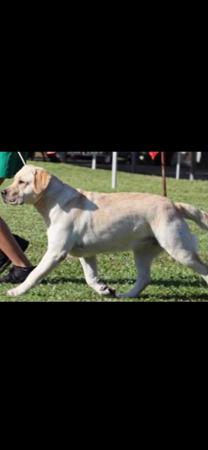 Labrador Retriever puppy for sale by PUPSPLACE