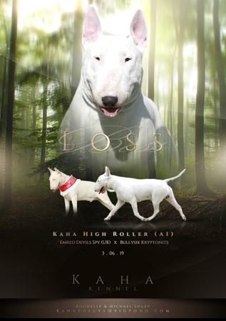 Bull Terrier for sale by KAHA