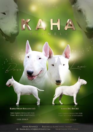 Bull Terrier for sale by KAHA
