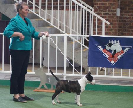 Bull Terrier for sale by KAHA