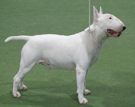 Bull Terrier for sale by KAHA