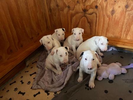 Bull Terrier puppy for sale by KAHA