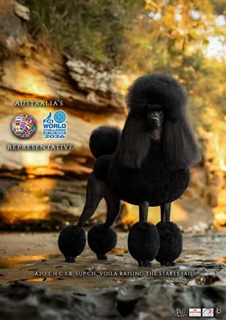 Poodle (Standard) puppy for sale by LOANA