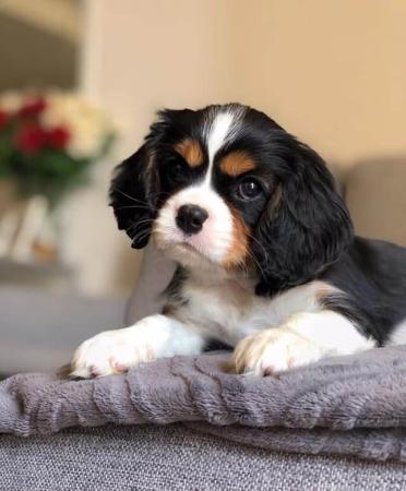 Cavalier King Charles Spaniel puppy for sale by CAVALBLAZE