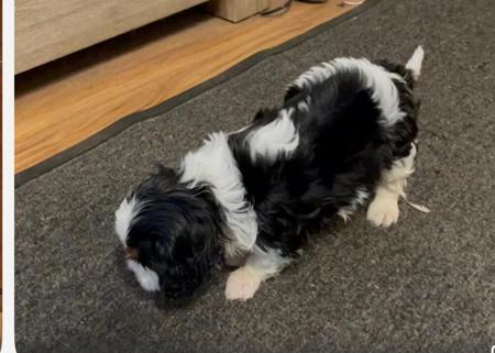 Cavalier King Charles Spaniel puppy for sale by CAVALBLAZE