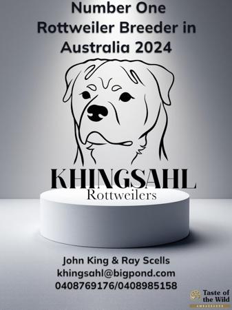 Rottweiler for sale by BRITTA