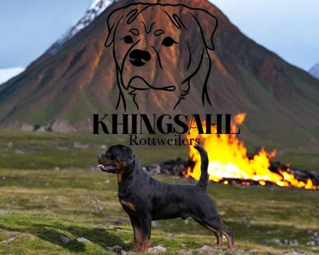 Rottweiler for sale by KHINGSAHL