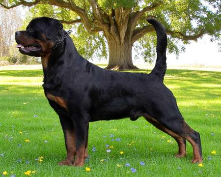 Rottweiler for sale by KHINGSAHL
