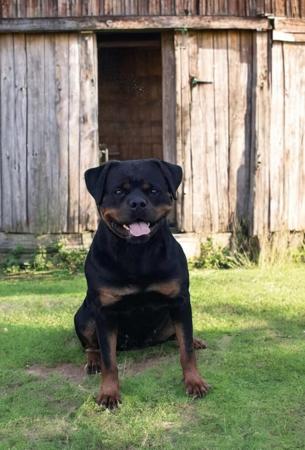 Rottweiler for sale by KHINGSAHL