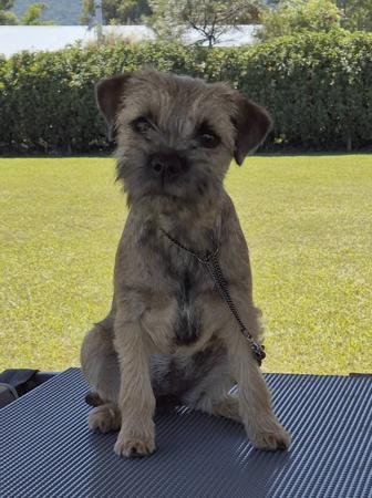 Border Terrier for sale by BOAMBEEFALLS