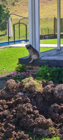 Border Terrier for sale by BOAMBEEFALLS
