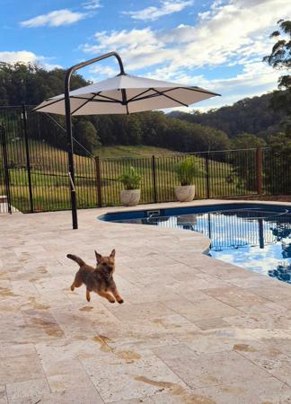 Border Terrier for sale by BOAMBEEFALLS