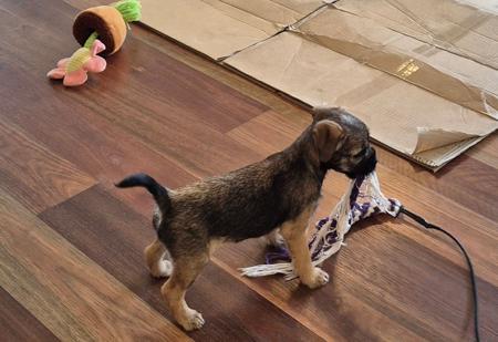 Border Terrier for sale by BOAMBEEFALLS