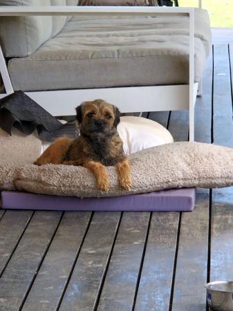 Border Terrier for sale by BOAMBEEFALLS