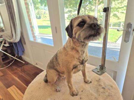 Border Terrier for sale by BOAMBEEFALLS