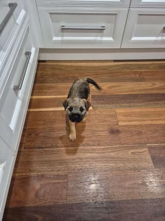 Border Terrier for sale by BOAMBEEFALLS