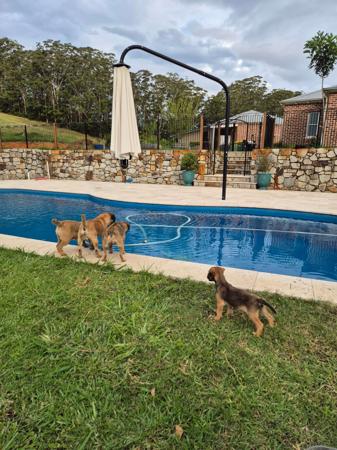 Border Terrier for sale by BOAMBEEFALLS