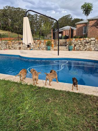 Border Terrier for sale by BOAMBEEFALLS