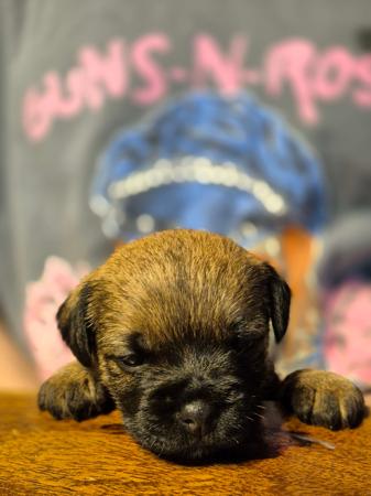 Border Terrier for sale by BOAMBEEFALLS