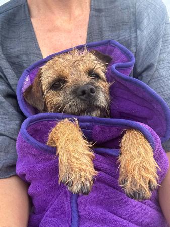 Border Terrier for sale by BOAMBEEFALLS