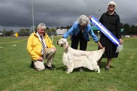 English Setter for sale by EIREANNMADA