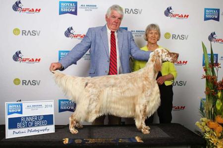 English Setter for sale by EIREANNMADA