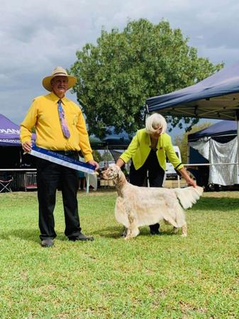 English Setter for sale by EIREANNMADA
