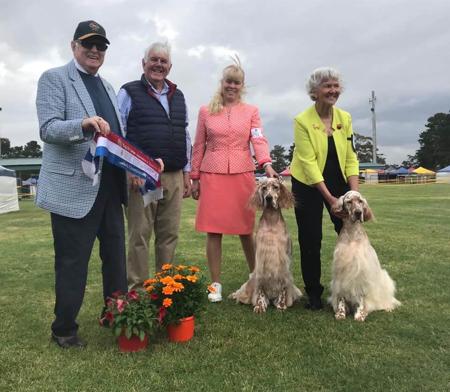 English Setter for sale by EIREANNMADA