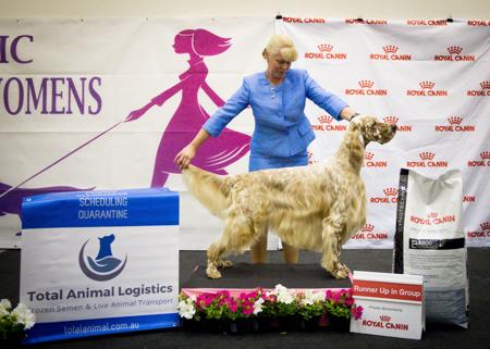 English Setter for sale by EIREANNMADA