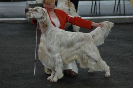 English Setter for sale by EIREANNMADA