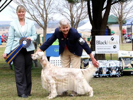 English Setter for sale by EIREANNMADA