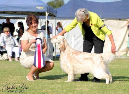 English Setter for sale by EIREANNMADA