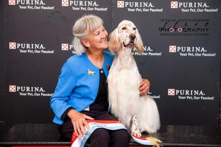 English Setter for sale by EIREANNMADA