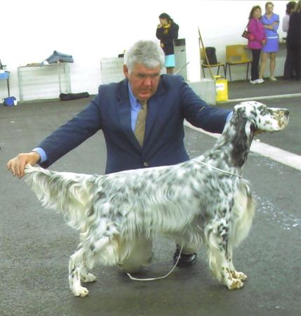English Setter for sale by EIREANNMADA
