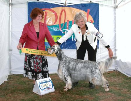 English Setter for sale by EIREANNMADA